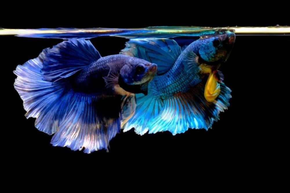 Betta Fish