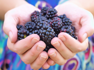 Blue Raspberries